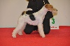  - INTERNATIONAL DOGS SHOW ANGERS  2012 