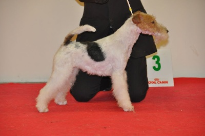 of Wood Partner's - INTERNATIONAL DOGS SHOW ANGERS  2012 